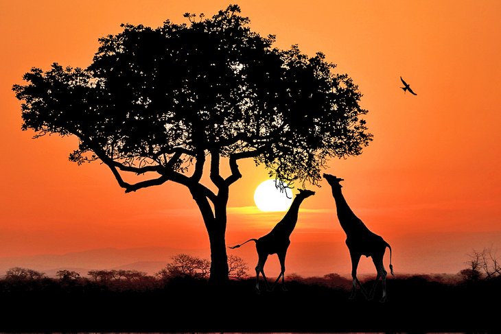 长颈鹿在克鲁格国家公园的日落