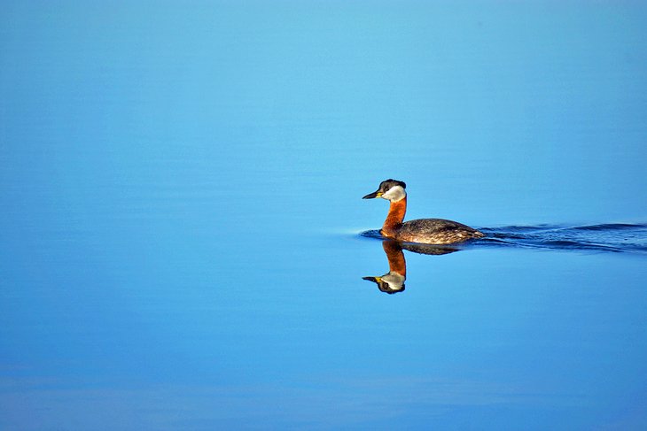 红颈大奴湖上的水鸟