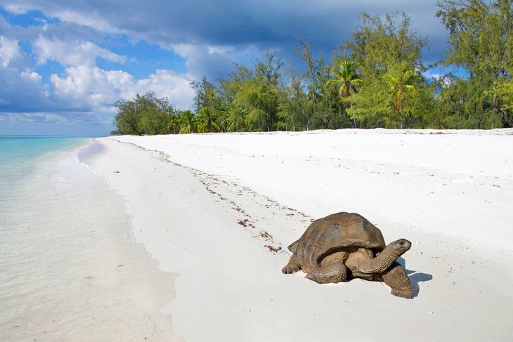 巨龟，阿尔达布拉环礁