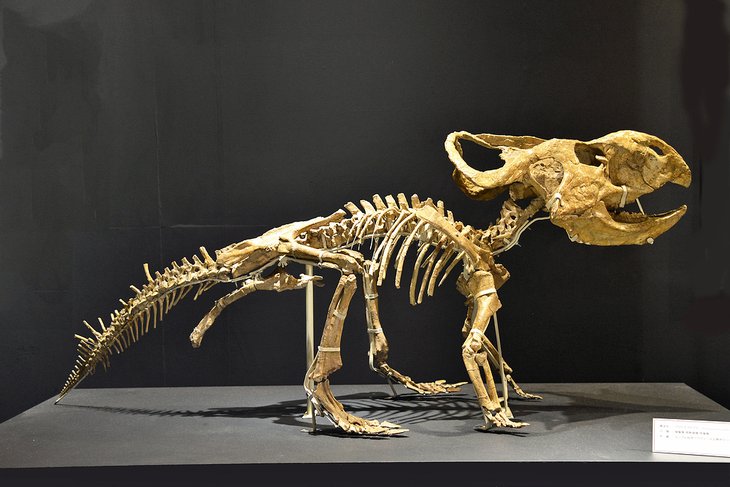 国立自然科学博物馆的恐龙骨骼