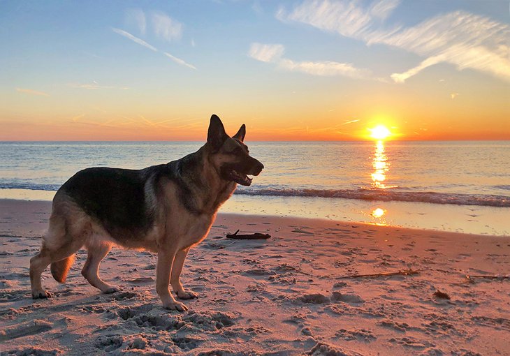 德国牧羊犬在日落时分在沙滩上在新泽西