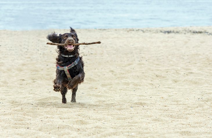 一个快乐的狗一个新泽西海滩上玩他的手杖