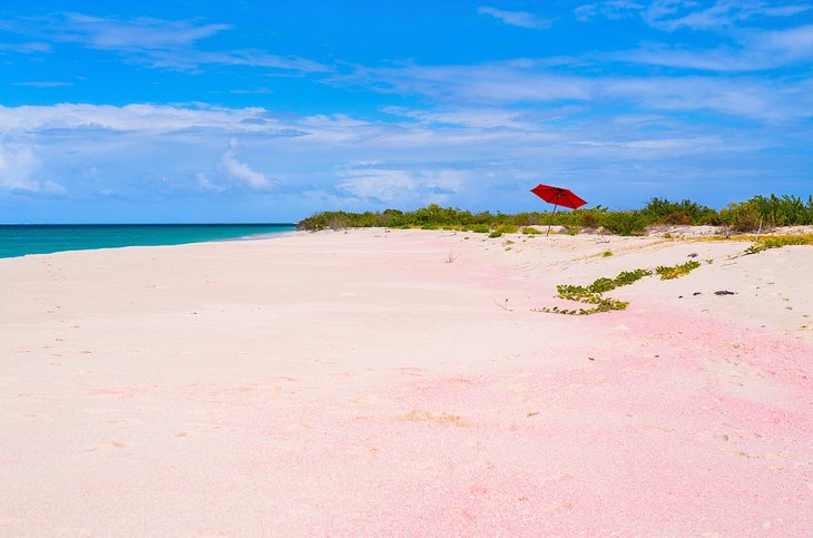 巴布达的粉红海滩