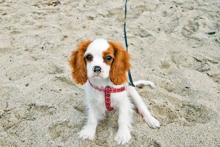 树皮海滩上的小狗