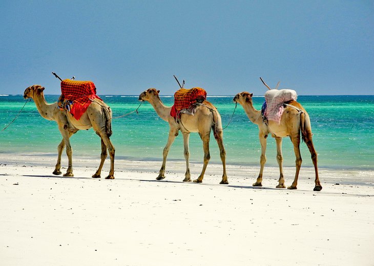 骆驼在蒙巴萨岛的沙滩上