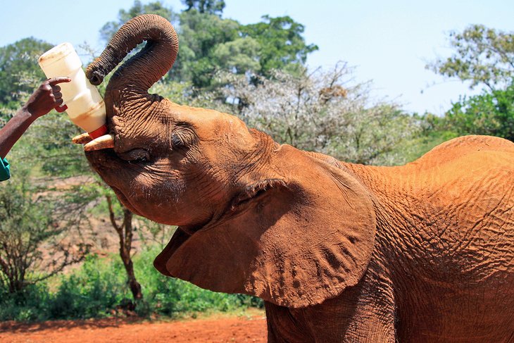 大象被美联储在大卫·谢尔德里克野生动物基金会