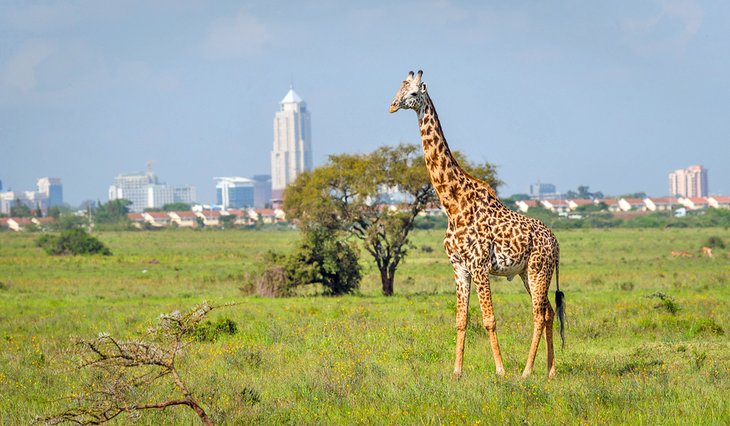 长颈鹿在内罗毕国家公园