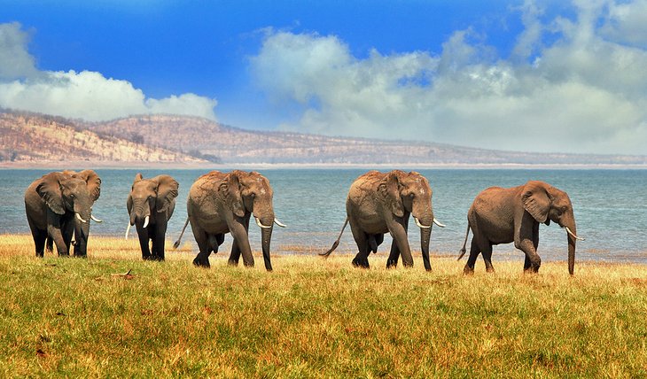 大象的海岸线Matusadona的卡里巴湖湖国家公园,津巴布韦