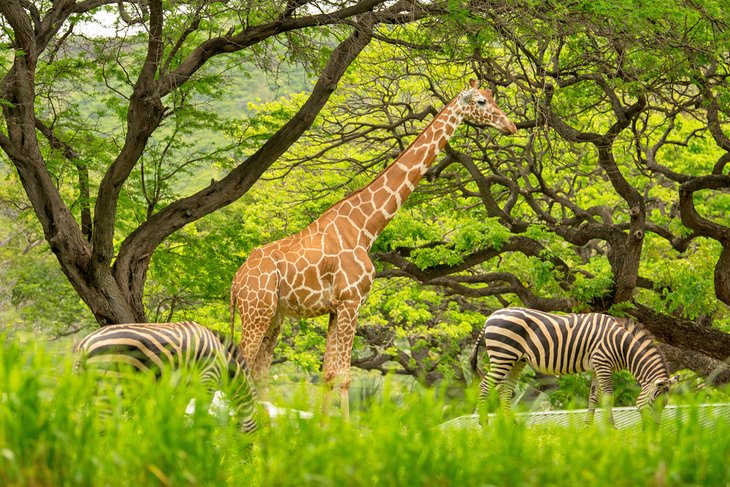 檀香山动物园的长颈鹿和斑马