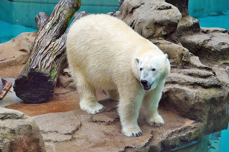 北极熊在林肯公园动物园