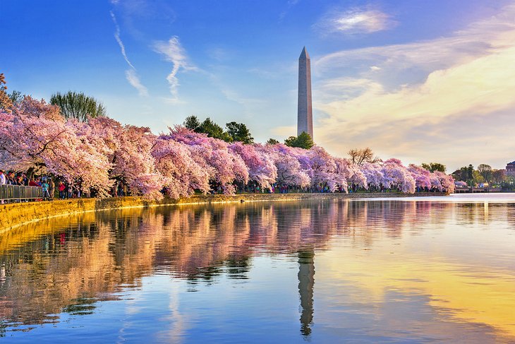 樱花在华盛顿纪念碑