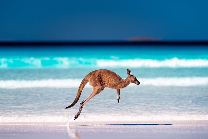 西澳大利亚埃斯佩兰斯勒格兰德角国家公园幸运湾的袋鼠