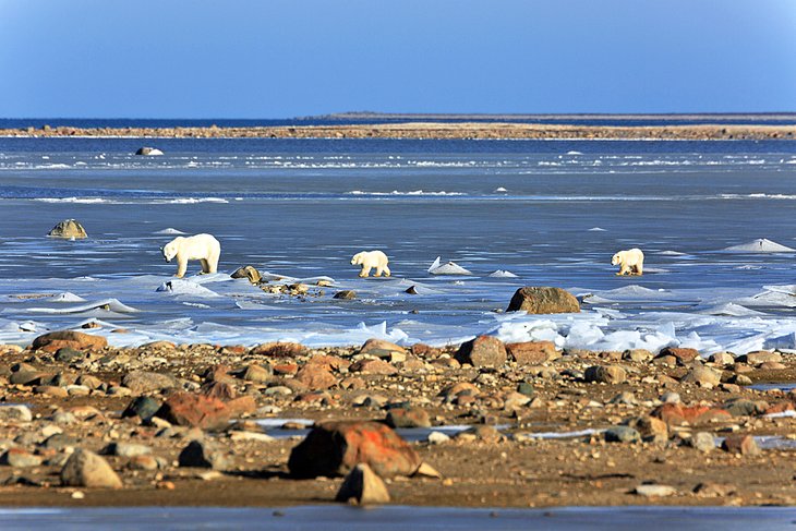 在哈德逊湾北极熊在冰面上