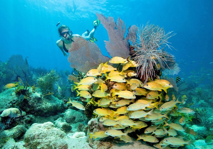 名潜水员享受佛罗里达群岛国家海洋保护区