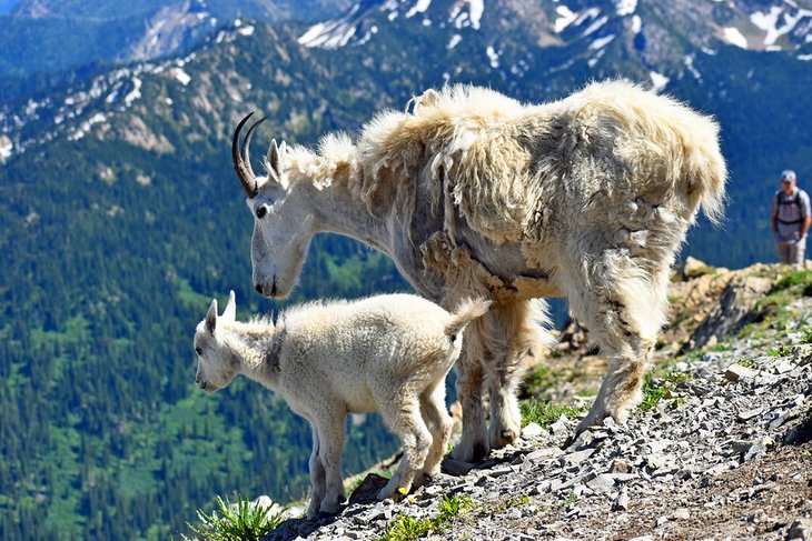 蒙大拿平头国家森林宝石盆地的山羊