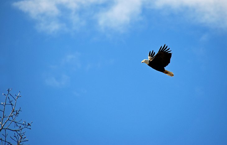 麦肯齐保护区的秃鹰