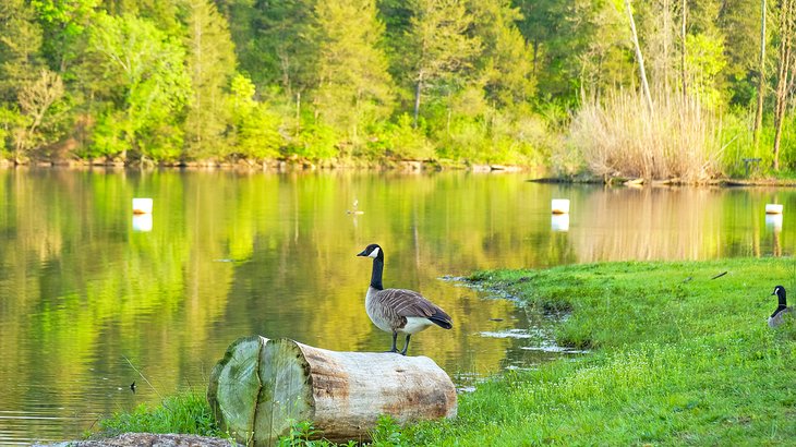 加拿大鹅在湖小树