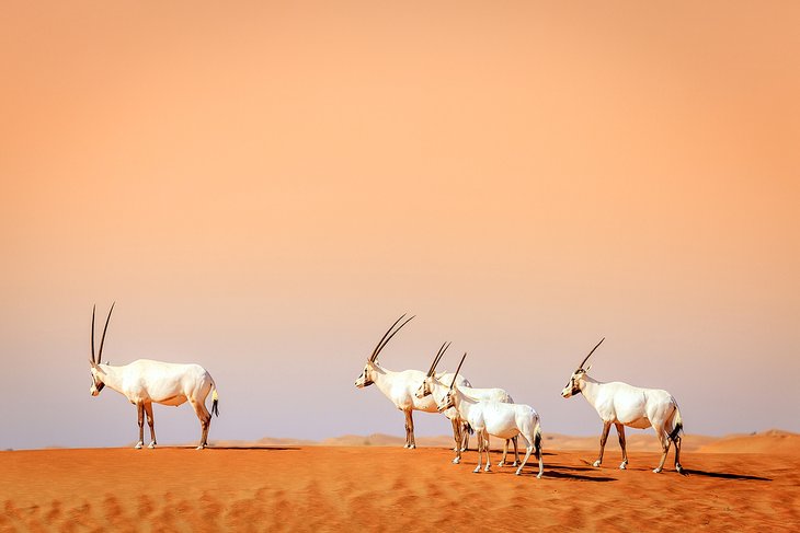 迪拜沙漠保护保护区的羚羊