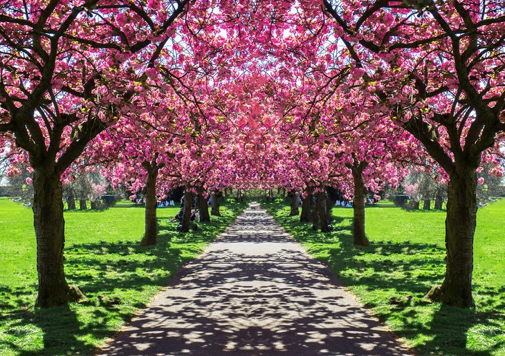樱花在格林威治公园,伦敦