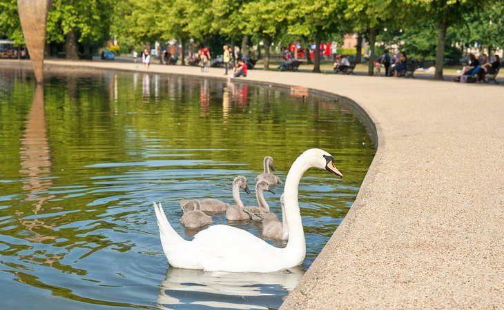 天鹅和刻图书在维多利亚公园,伦敦