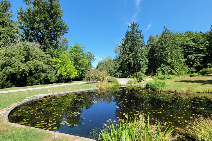 池塘在华盛顿公园植物园