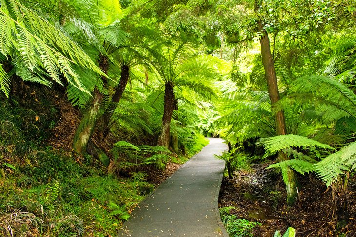 澳大利亚国家植物园的雨林沟壑