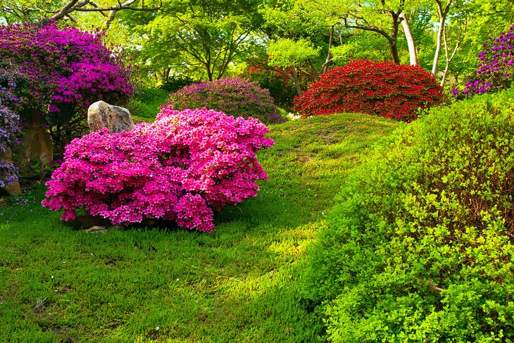 扎赫拉达植物园的日本花园
