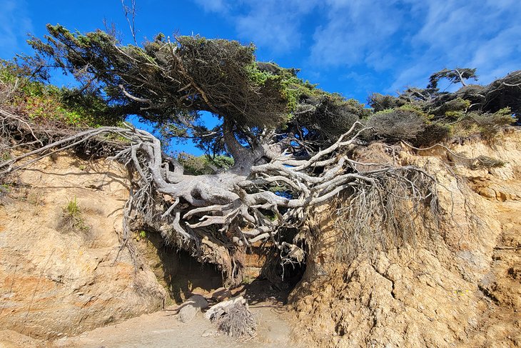 生命之树,海滩2