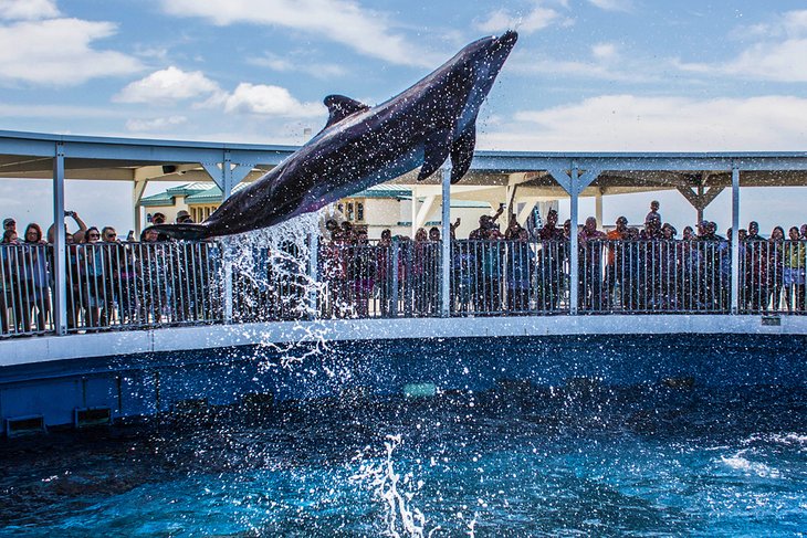 海豚表演在Gulfarium海洋冒险公园