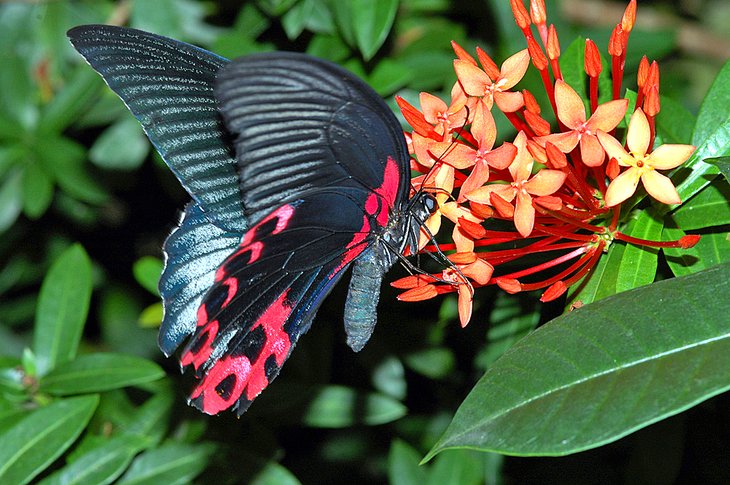 蝴蝶在开曼群岛