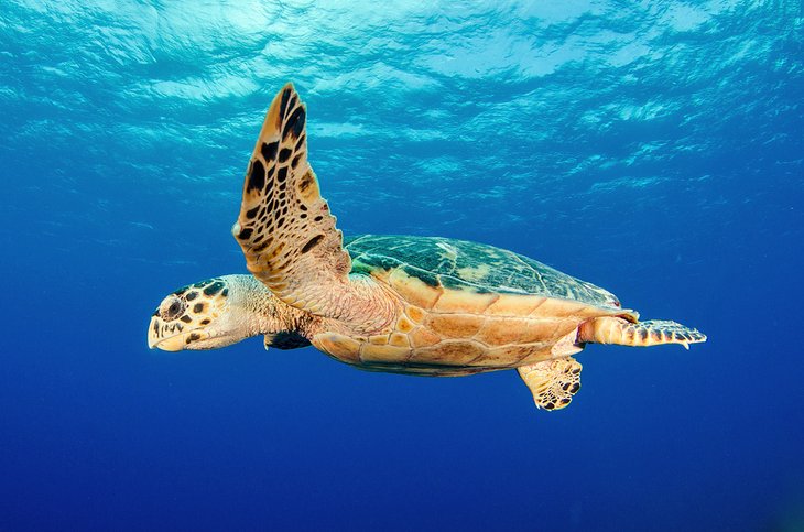 海龟游泳大开曼岛