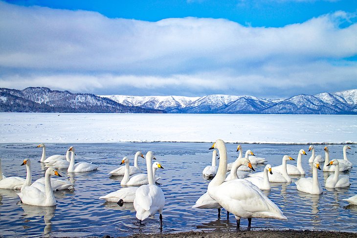 北海道库沙罗湖的天鹅