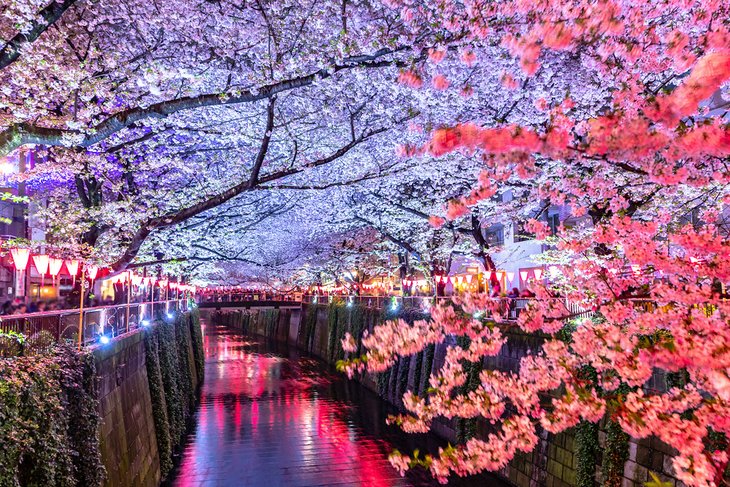 樱花在夜晚照亮了黑黑河