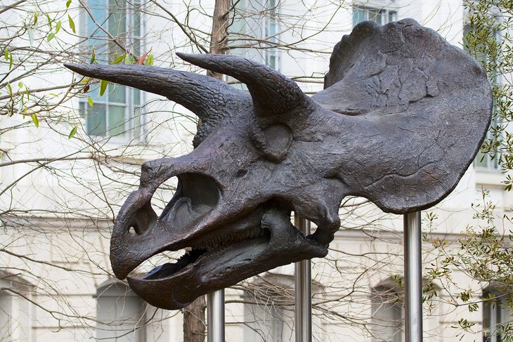 国家自然历史博物馆的恐龙头骨外
