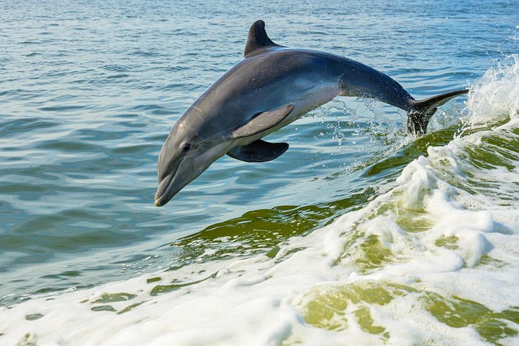 海豚跳上一只海豚之旅