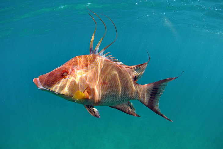 在佛罗里达浮潜时看到的猪鱼