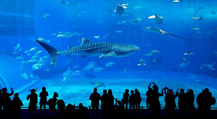 冲绳美丽海水族馆的鲸鲨