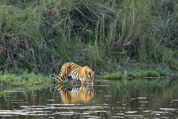 野生孟加拉虎的巴蒂亚国家公园