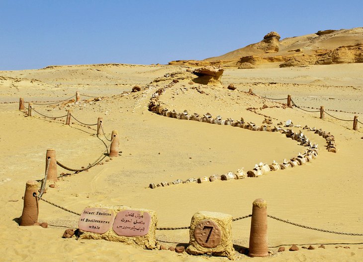 Wadi Al-Hitan的化石