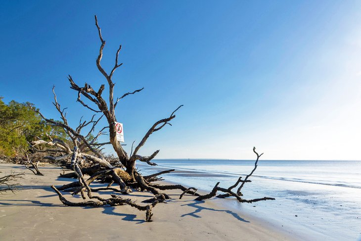 圣安德鲁斯海滩公园沙滩上的浮木