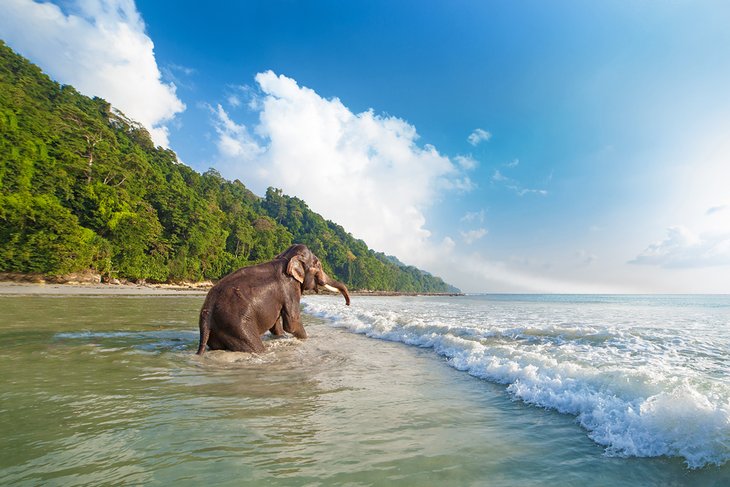 安达曼群岛哈夫洛克岛上的大象在海浪中
