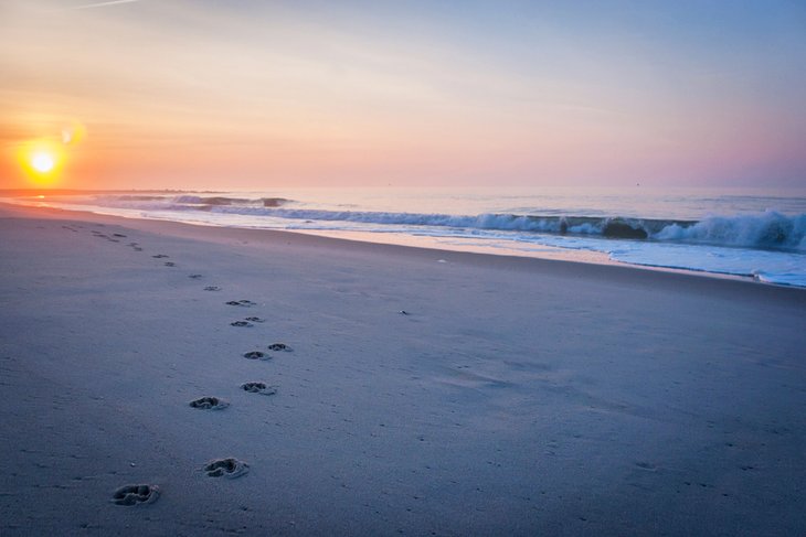 狗日落海滩上打印