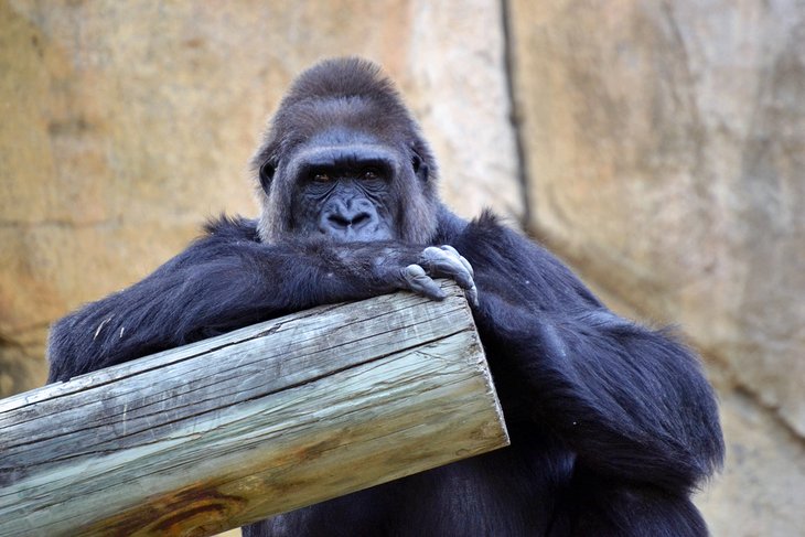 沃斯堡动物园的大猩猩