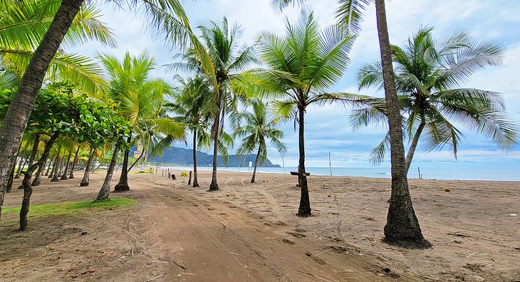 棕榈树在错话的沙滩上