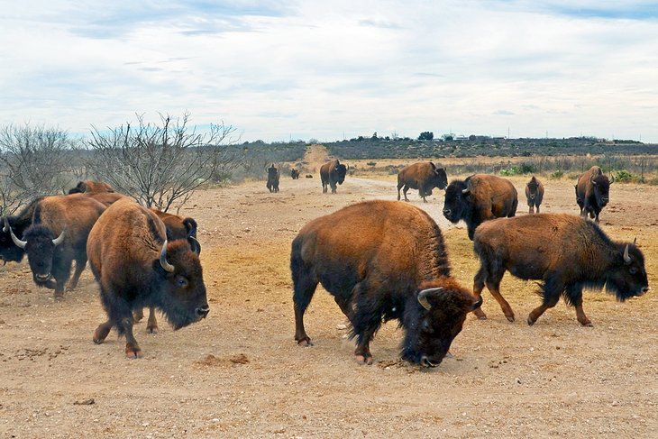 圣安吉洛州立公园的野牛群
