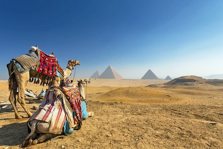 骆驼在吉萨金字塔的前面
