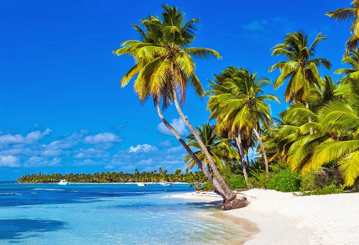 手掌的加勒比海滩在多米尼加共和国