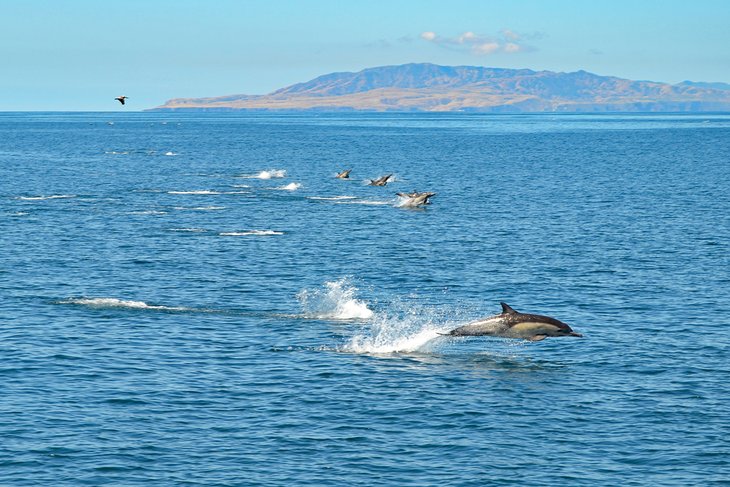 海豚，正在前往圣克鲁斯岛的途中