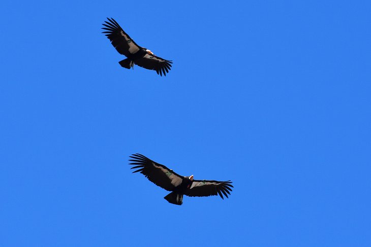 加州秃鹰，尖峰国家公园