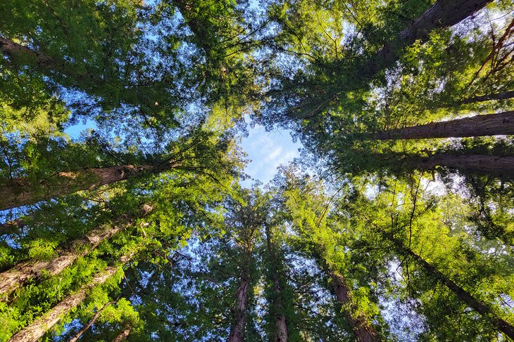 巨大的红杉亨利考威尔红杉国家公园